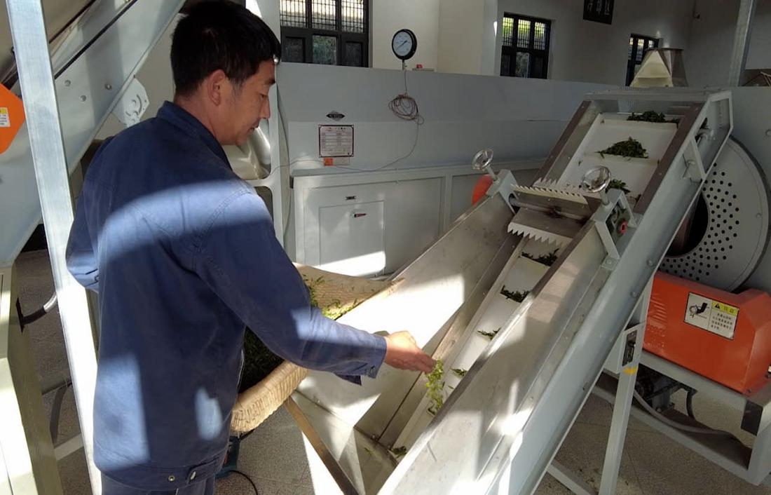  茶廠工人正在查看茶青質(zhì)量。 受訪者供圖