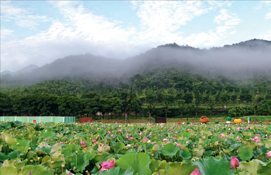 余村荷花池景色秀美。
