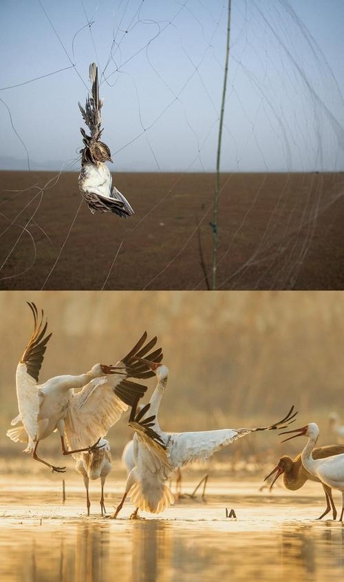 拼版圖片：圖為2011年和2023年鄱陽湖區(qū)的變化，曾經(jīng)湖區(qū)內(nèi)分布有捕鳥網(wǎng)，如今人與自然和諧共生的理念深入人心。攝影：傅建斌 周海燕 制作：賈稀荃