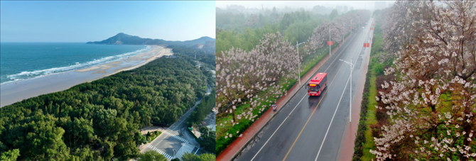 拼版照片：左圖為位于東山縣金鑾灣沿岸的木麻黃防護(hù)林帶（無(wú)人機(jī)照片，新華社記者 姜克紅 攝）；右圖為2021年4月20日在蘭考縣焦裕祿干部學(xué)院附近拍攝的泡桐花（無(wú)人機(jī)照片，新華社記者 郝源 攝）。