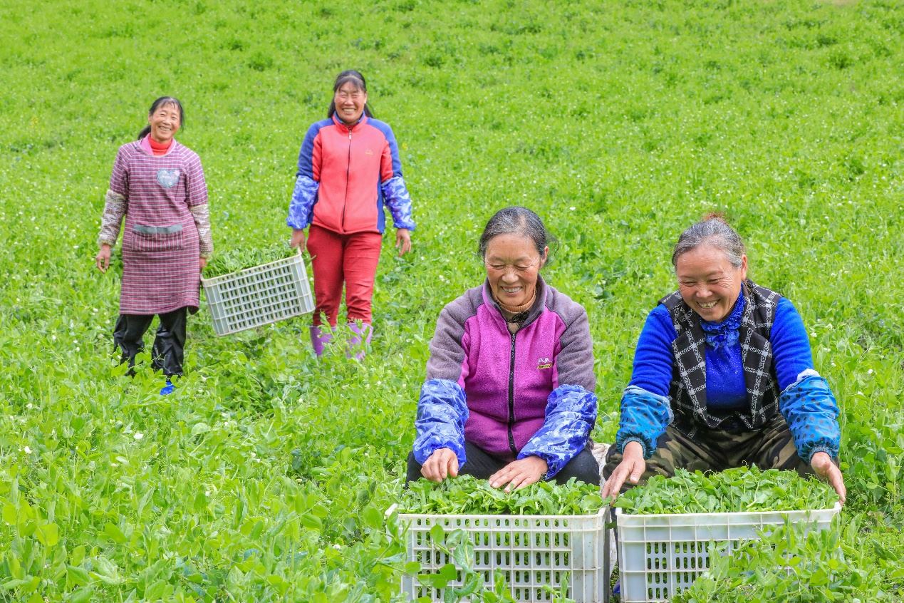 在四川省阿壩藏族羌族自治州馬爾康市馬爾康鎮(zhèn)納足村，當(dāng)季蔬菜喜獲豐收，群眾正在忙著采收、裝箱供應(yīng)市場(chǎng)。來(lái)源：人民圖片