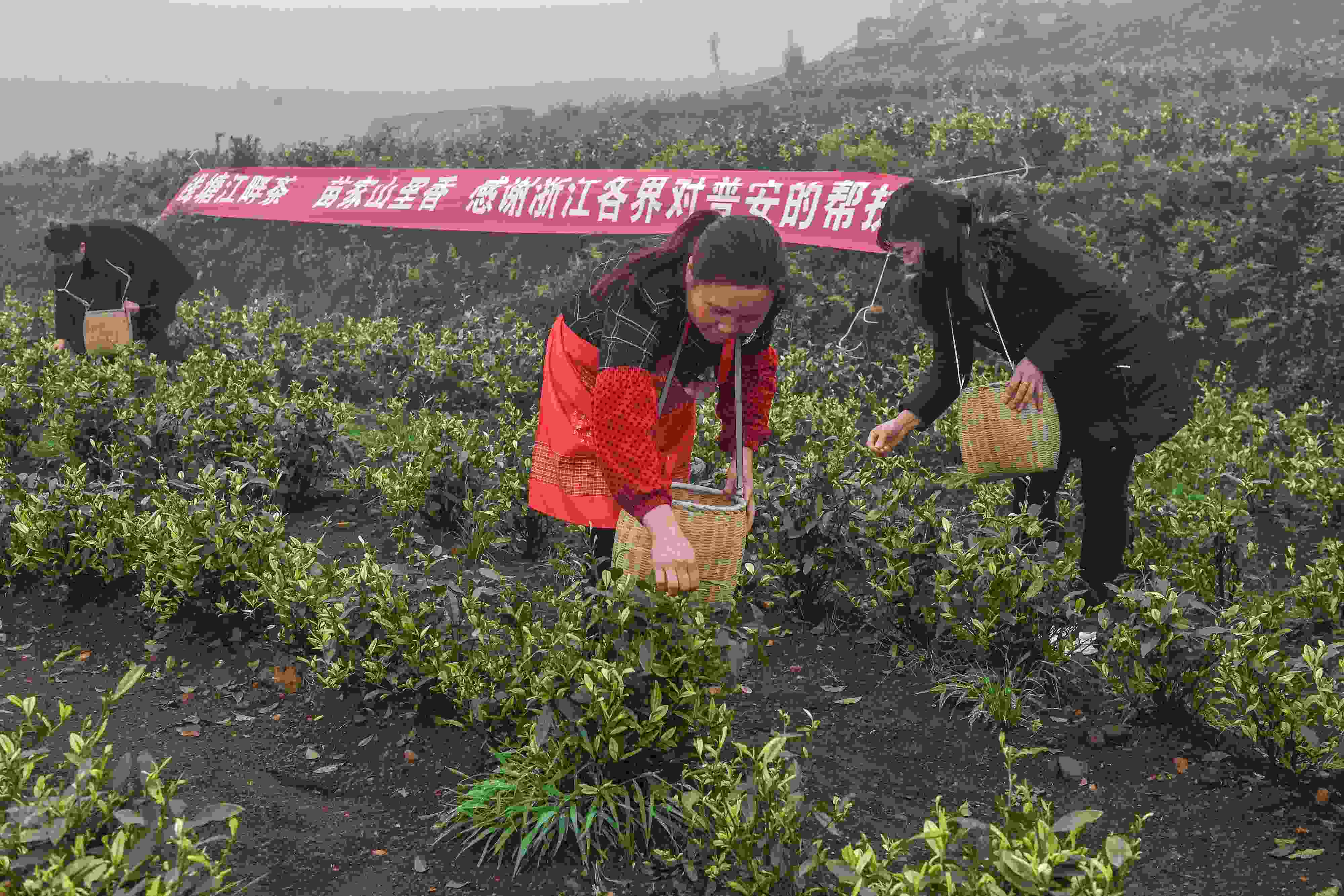 2021年4月14日，工人在貴州省黔西南州普安縣地瓜鎮(zhèn)屯上村“白葉一號”感恩茶園采茶。這片茶園由浙江省安吉縣捐贈。