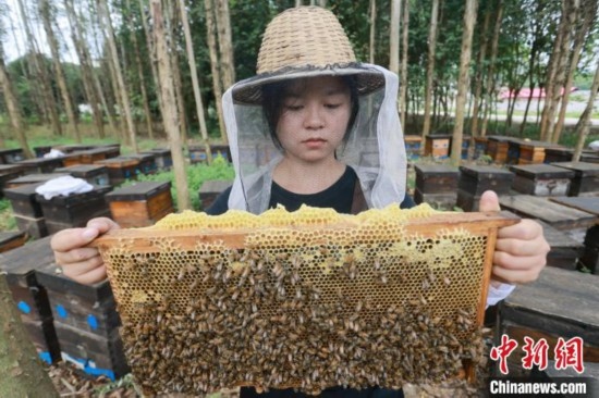 吳素英查看蜂蜜產蜜情況。湯曉逵 攝