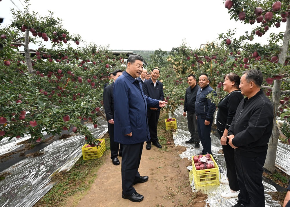 2024年9月11日，習(xí)近平在甘肅省天水市麥積區(qū)南山花牛蘋果基地考察時(shí)，走進(jìn)果林了解相關(guān)種植、技術(shù)和管理情況。習(xí)近平指出：“經(jīng)過70多年培育發(fā)展，花牛蘋果品牌更響亮了。要加強(qiáng)品種保護(hù)和培育，優(yōu)化種植方式，創(chuàng)新營(yíng)銷模式，把這個(gè)特色產(chǎn)業(yè)做得更大，帶動(dòng)更多群眾增收致富。”