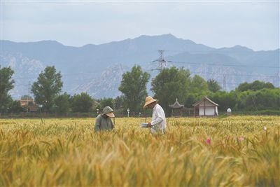 圖為中國(guó)農(nóng)業(yè)大學(xué)師生在該校上莊實(shí)驗(yàn)站開(kāi)展小麥育種工作。馬文哲攝