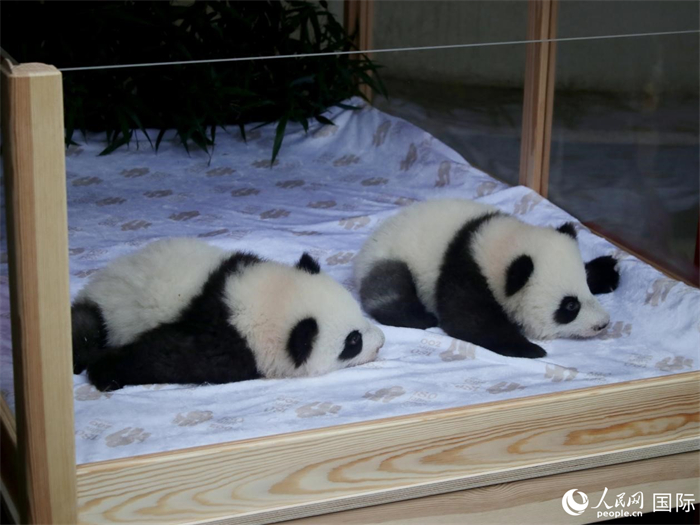 柏林動(dòng)物園的明星“夢(mèng)好”與“夢(mèng)甜”。人民網(wǎng) 肖晶攝