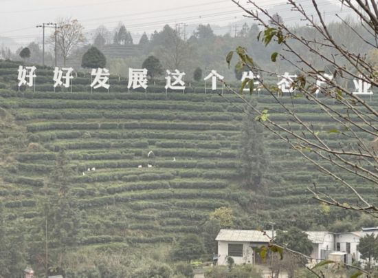 景寧畬族自治縣澄照鄉(xiāng)三石村馬嶺頭茶葉基地。劉軍國攝