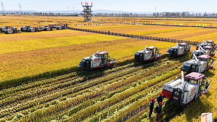 2024年9月22日，在黑龍江省重要糧食產(chǎn)區(qū)哈爾濱市方正縣的稻田中，農(nóng)機開啟“黑龍江秋收第一鐮”作業(yè)（無人機照片）。新華社記者 王松 攝