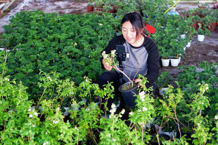 2024年4月27日，在山東省惠民縣姜樓鎮(zhèn)立冉果蔬種植合作社，工作人員在直播賣藍莓苗。新華社記者 郭緒雷 攝