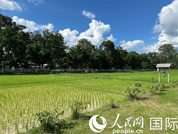 泰國沙功那空省水稻種植示范基地。人民網(wǎng)記者 簡承淵攝