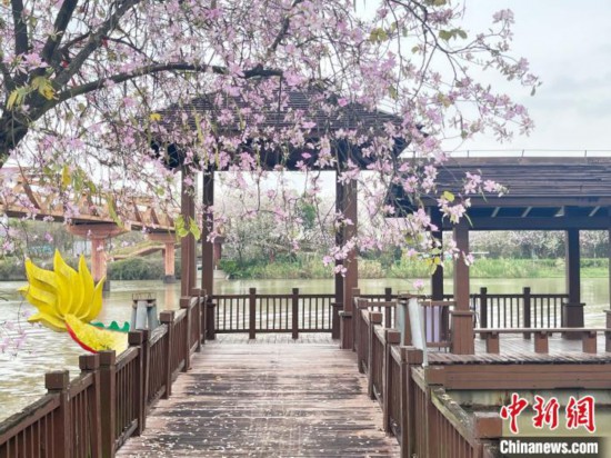3月7日，廣州海珠國(guó)家濕地公園宮粉紫荊花海吸引游人。中新社記者 許青青 攝