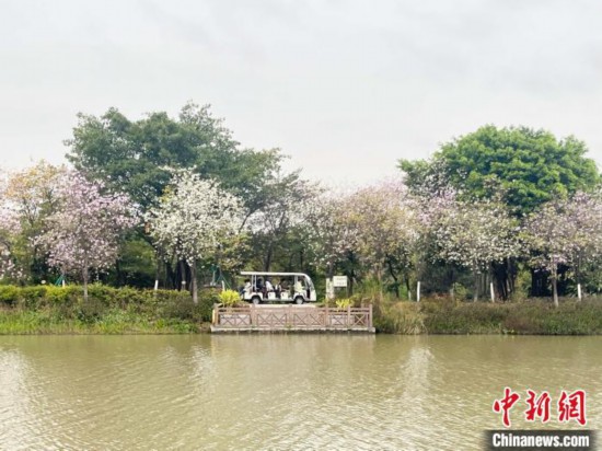 3月7日，廣州海珠國(guó)家濕地公園宮粉紫荊花海吸引游人。中新社記者 許青青 攝