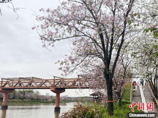 3月7日，廣州海珠國(guó)家濕地公園宮粉紫荊花海吸引游人。中新社記者 許青青 攝