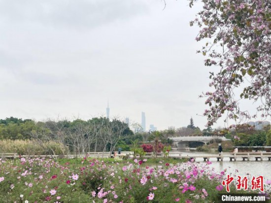 每年三月，廣州海珠國(guó)家濕地公園迎來(lái)最具標(biāo)志性的景觀之一——宮粉紫荊花海，公園內(nèi)的石榴崗河沿岸兩側(cè)，數(shù)千株宮粉紫荊綿延3.2公里，粉紅與粉白的花朵交織如云，頗為浪漫。據(jù)悉，宮粉紫荊因其耐濕性強(qiáng)、花期長(zhǎng)的特性，是廣州海珠國(guó)家濕地公園生態(tài)修復(fù)的優(yōu)選樹種。近年來(lái)通過(guò)科學(xué)管養(yǎng)，花量相較往年明顯增加，盛花期持續(xù)近一個(gè)月時(shí)間，預(yù)計(jì)浪漫景致將延續(xù)至清明前。圖為3月7日，廣州海珠國(guó)家濕地公園宮粉紫荊花海吸引游人。中新社記者 許青青 攝