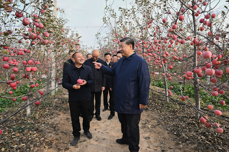 2022年10月26日，習(xí)近平總書記在陜西省延安市安塞區(qū)高橋鎮(zhèn)南溝村的蘋果園里同老鄉(xiāng)們親切交流。