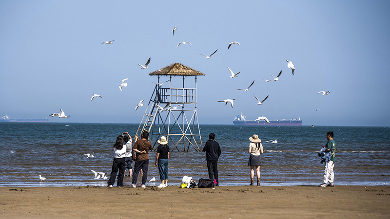 2024年5月12日，河北秦皇島，北戴河鴿子窩公園成群海鷗在天空中自由翱翔，與大海、藍(lán)天構(gòu)成了一幅美麗的畫卷。