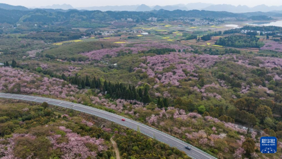 清鎮(zhèn)市紅楓湖鎮(zhèn)右二村旁的道路與花海相映（4月5日攝，無(wú)人機(jī)照片）。