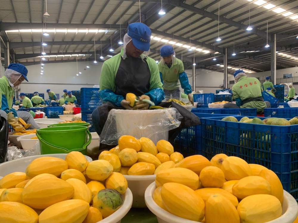 2023年3月7日，工作人員在柬埔寨磅士卑省的中寶（柬埔寨）食品科技有限公司處理芒果。自區(qū)域全面經(jīng)濟(jì)伙伴關(guān)系協(xié)定（RCEP）生效實施以來，柬埔寨的農(nóng)產(chǎn)品正在更加便利地進(jìn)入中國市場。