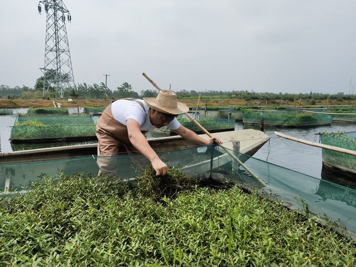 陳樹(shù)在湖北省仙桃市剅河鎮(zhèn)余腦村黃鱔繁育基地觀察黃鱔長(zhǎng)勢(shì)。新華社記者宋立崑 攝