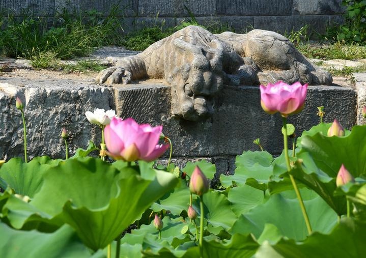 萬寧橋位于北京地安門外大街中部、什剎海東岸，是北京中軸線上最古老的橋梁，至今已有700多年歷史。近年來，北京市持續(xù)為萬寧橋“瘦身減負(fù)”，橋體風(fēng)貌得以完整展現(xiàn)，方便游客走近欣賞，深入了解古橋承載的價值和內(nèi)涵。這是2023年7月18日拍攝的北京萬寧橋橋東的鎮(zhèn)水獸。